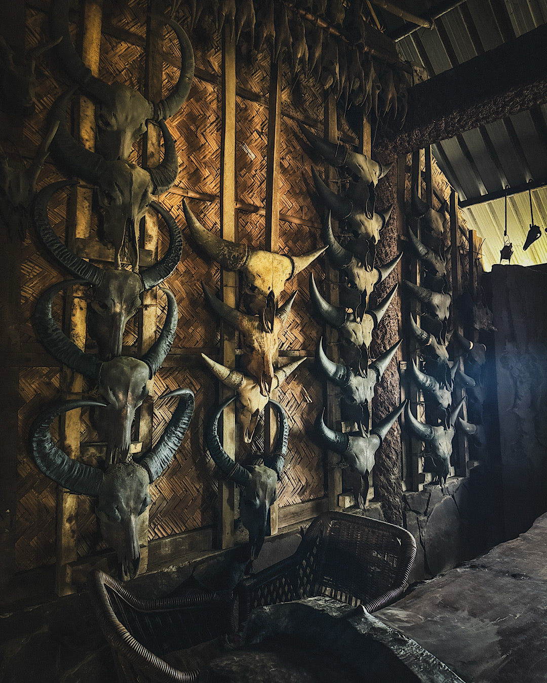 Crânes de mithun suspendus dans une maison traditionnelle du Nagaland, symbole de statut et de bravoure